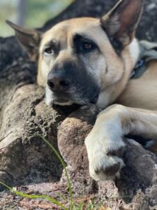 Maze, a service dog - Adopted by Dan Jarvis